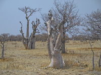 Ghost Trees [ 4 images ]